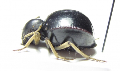 Tenebrionidae sp.  Zimbabwe - INSECTS-STORE.RU