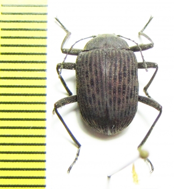 Tenebrionidae sp.  Zimbabwe - INSECTS-STORE.RU