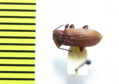 Gonocnemis bicolor  Ethiopia - INSECTS-STORE.RU