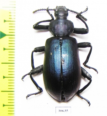 Odontopezus sp.  Congo - INSECTS-STORE.RU