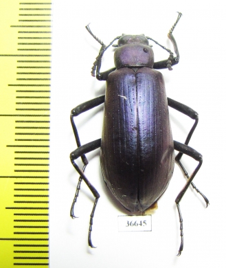 Tenebrionidae sp.  Cote d'Ivoire - INSECTS-STORE.RU