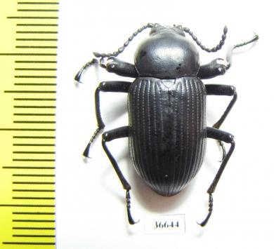 Tenebrionidae sp.  Cote d'Ivoire - INSECTS-STORE.RU