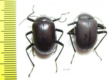 Tenebrionidae sp.  Cote d'Ivoire - INSECTS-STORE.RU