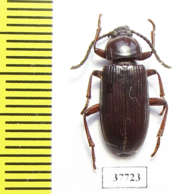 Achrostus girardi  Cote d'Ivoire - INSECTS-STORE.RU