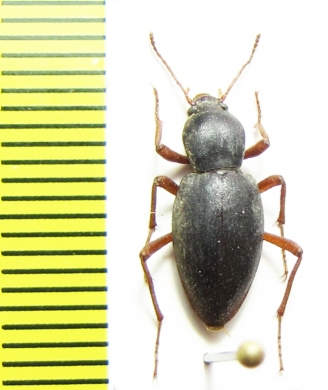 Tenebrionidae sp.  Namibia - INSECTS-STORE.RU