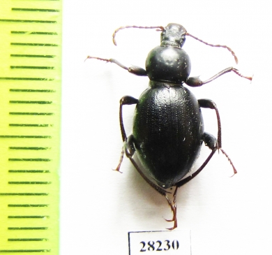 Tenebrionidae sp.  Namibia - INSECTS-STORE.RU