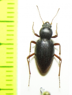 Tenebrionidae sp.  Namibia - INSECTS-STORE.RU