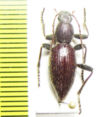 Tenebrionidae sp.  Namibia - INSECTS-STORE.RU