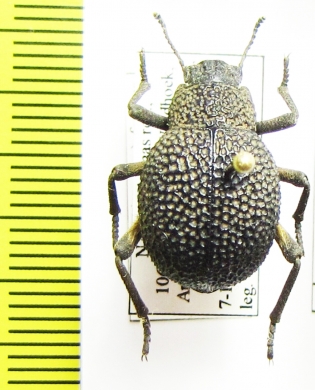 Alogenius favosus  Namibia - INSECTS-STORE.RU