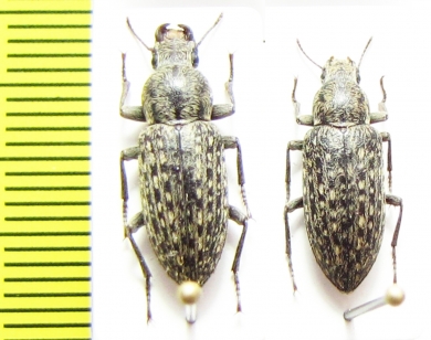 Imatismus goetzelmanni, pair  Namibia - INSECTS-STORE.RU