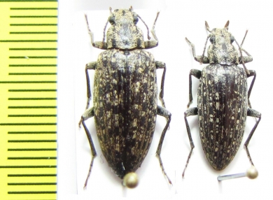 Imatismus sp.  Namibia - INSECTS-STORE.RU