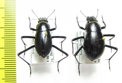 Onymacris laeviceps, pair  Namibia - INSECTS-STORE.RU