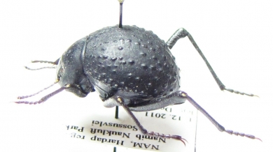 Physosterna globosa  Namibia - INSECTS-STORE.RU