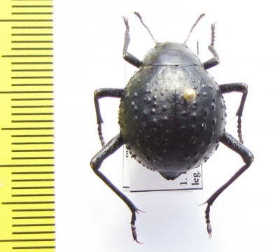 Physosterna globosa  Namibia - INSECTS-STORE.RU