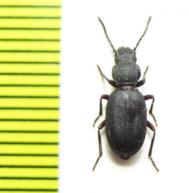 Rhammatodes subcostatus  Namibia - INSECTS-STORE.RU