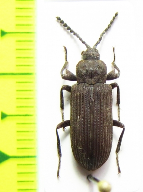 Tenebrionidae sp.  Tanzania - INSECTS-STORE.RU