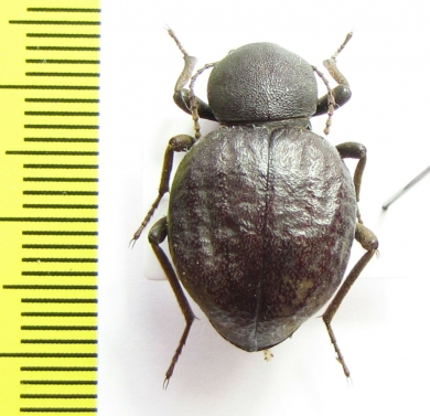 Tenebrionidae sp.  Tanzania - INSECTS-STORE.RU