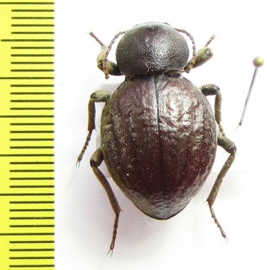 Tenebrionidae sp.  Tanzania - INSECTS-STORE.RU