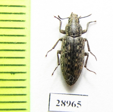 Tenebrionidae sp.  Tanzania - INSECTS-STORE.RU