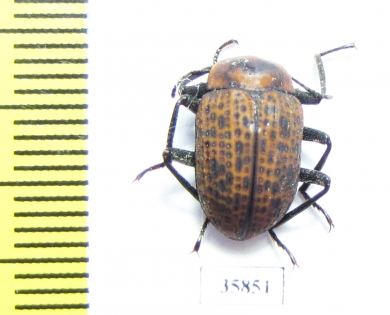 Tenebrionidae sp.  Tanzania - INSECTS-STORE.RU