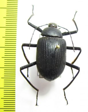 Eupezus sp.  Tanzania - INSECTS-STORE.RU
