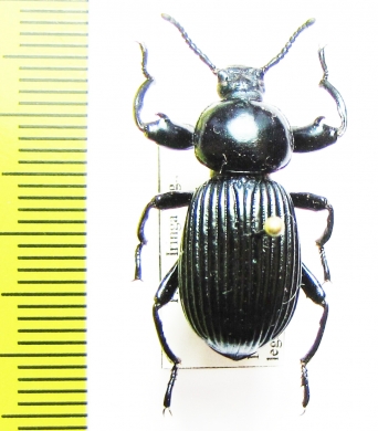 Pycnocerus revoili fairmairei  Tanzania - INSECTS-STORE.RU