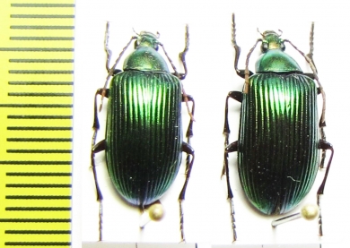 Tenebrionidae sp.  Madagascar - INSECTS-STORE.RU