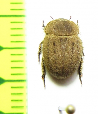 Bartolozzia hispida  Madagascar - INSECTS-STORE.RU