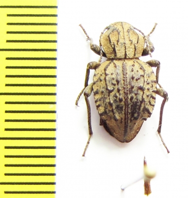 Glyptophrynus tenuesculptus  Madagascar - INSECTS-STORE.RU