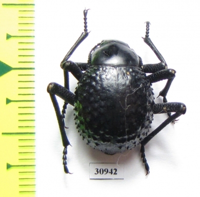 Physosterna sp.  South Africa Rep. - INSECTS-STORE.RU