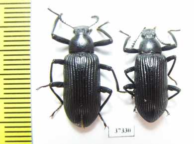 Tenebrionidae sp.  South Africa Rep. - INSECTS-STORE.RU