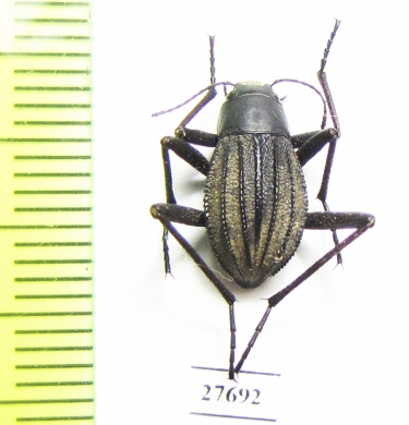 Tenebrionidae sp.  South Africa Rep. - INSECTS-STORE.RU