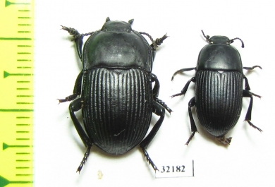 Tenebrionidae sp.  South Africa Rep. - INSECTS-STORE.RU