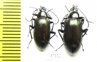 Tenebrionidae sp.  South Africa Rep. - INSECTS-STORE.RU