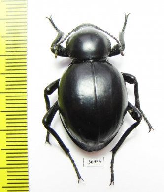 Tenebrionidae sp.  South Africa Rep. - INSECTS-STORE.RU