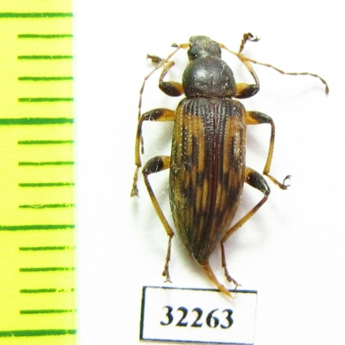 Tenebrionidae sp.  South Africa Rep. - INSECTS-STORE.RU