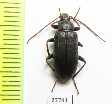 Tenebrionidae sp.  South Africa Rep. - INSECTS-STORE.RU