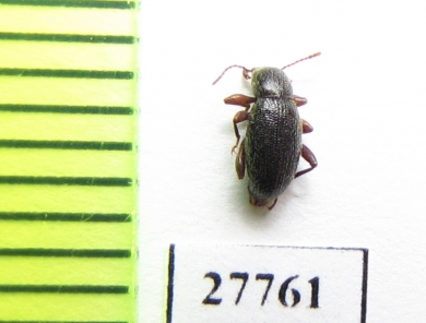 Tenebrionidae sp.  South Africa Rep. - INSECTS-STORE.RU
