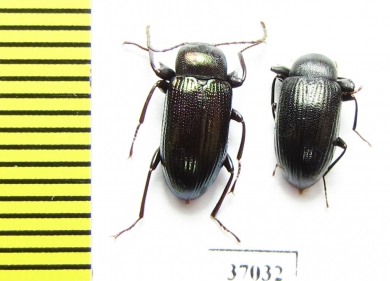 Tenebrionidae sp.  South Africa Rep. - INSECTS-STORE.RU