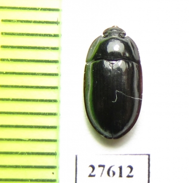 Peltoides sp.  South Africa Rep. - INSECTS-STORE.RU