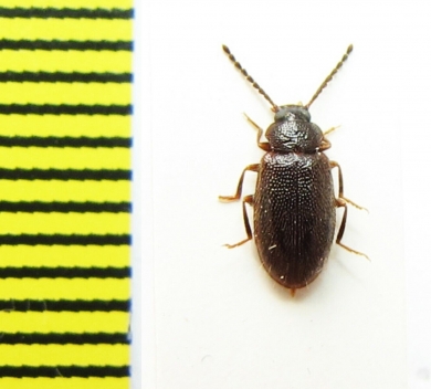 Tenebrionidae sp.  Argentina - INSECTS-STORE.RU