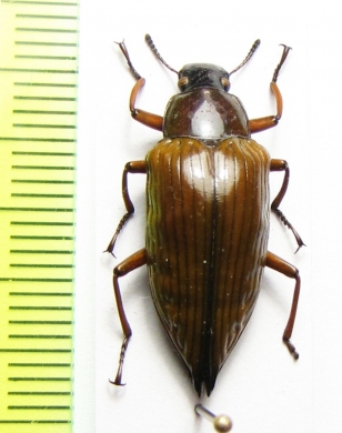 Tenebrionidae sp.  Argentina - INSECTS-STORE.RU