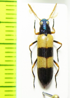 Tenebrionidae sp.  Argentina - INSECTS-STORE.RU