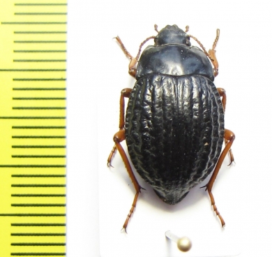 Nyctelia varipes  Argentina - INSECTS-STORE.RU