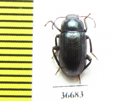 Tenebrionidae sp.  Cuba - INSECTS-STORE.RU