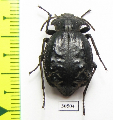 Entomoderes sp.  Paraguay - INSECTS-STORE.RU