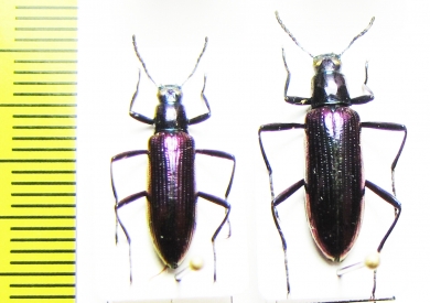 Strongylium aurichalceum  Paraguay - INSECTS-STORE.RU