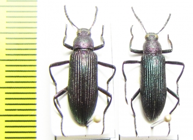 Strongylium haemorrhoidale  Paraguay - INSECTS-STORE.RU
