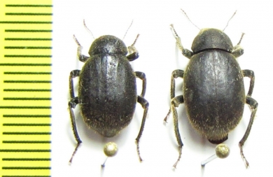 Entomochilus pilosus, pair  Chile - INSECTS-STORE.RU