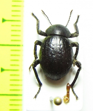 Entomochilus sp.  Chile - INSECTS-STORE.RU